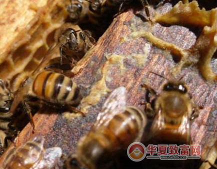 养殖什么最赚钱
