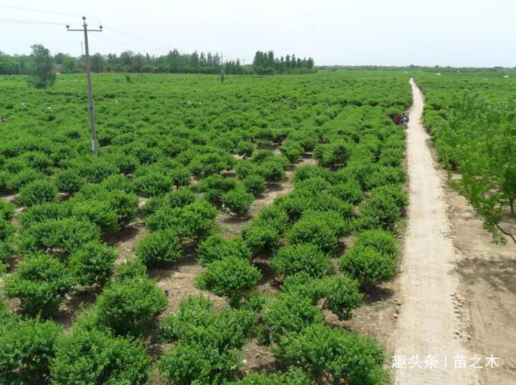中药材种植致富经_种植药材致富视频_致富经种植中药材视频