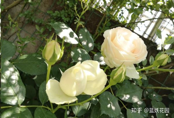 月季种植花技术视频_月季花种植法_月季花种植技术