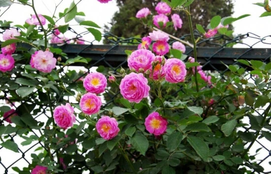 月季花种植技术_月季花种植法_月季花种植技巧
