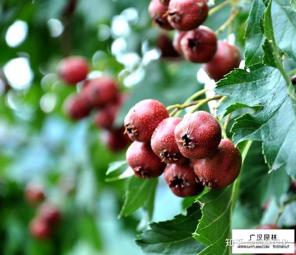柚树苗如何种植技术_柚树苗种植技术要点_柚树的种植