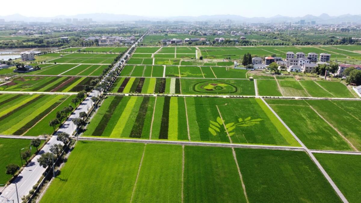 杭州种植致富项目_杭州种植什么_杭州种植技术