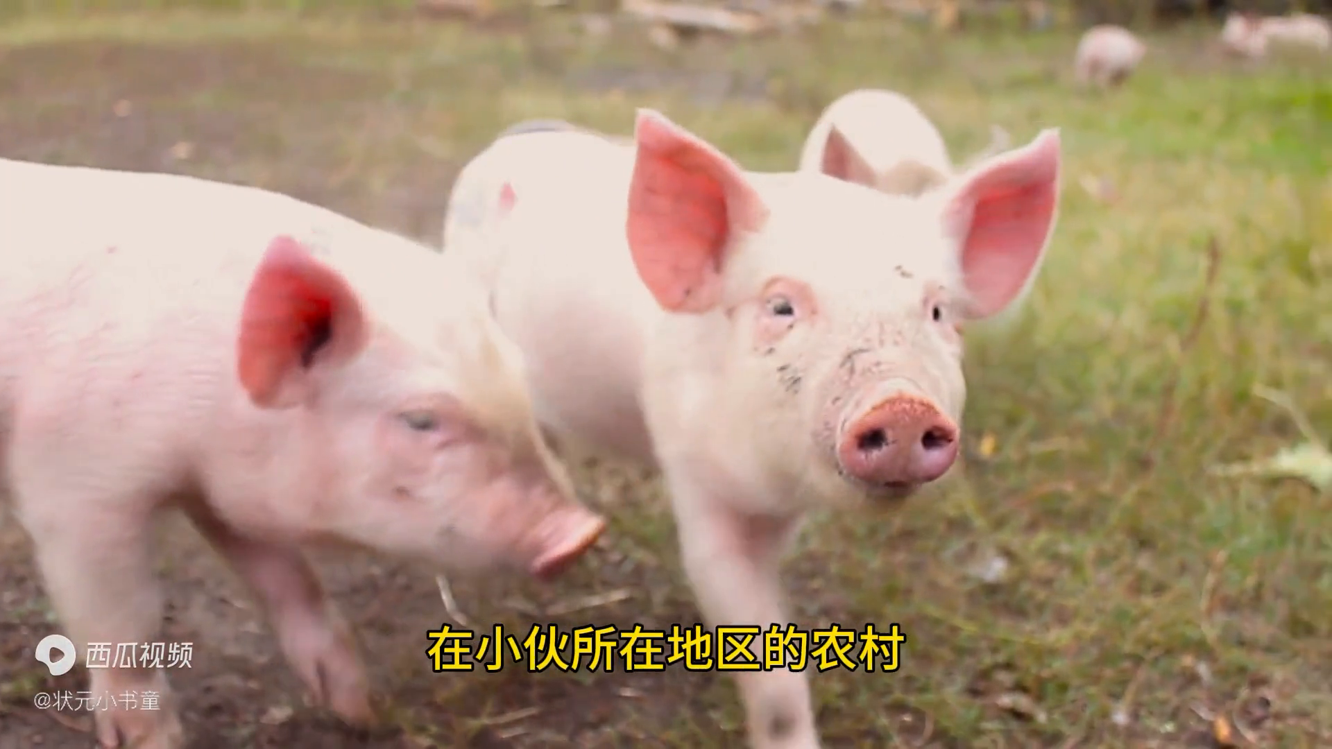 致富经草料喂猪_用草喂猪致富经_种草喂猪致富视频