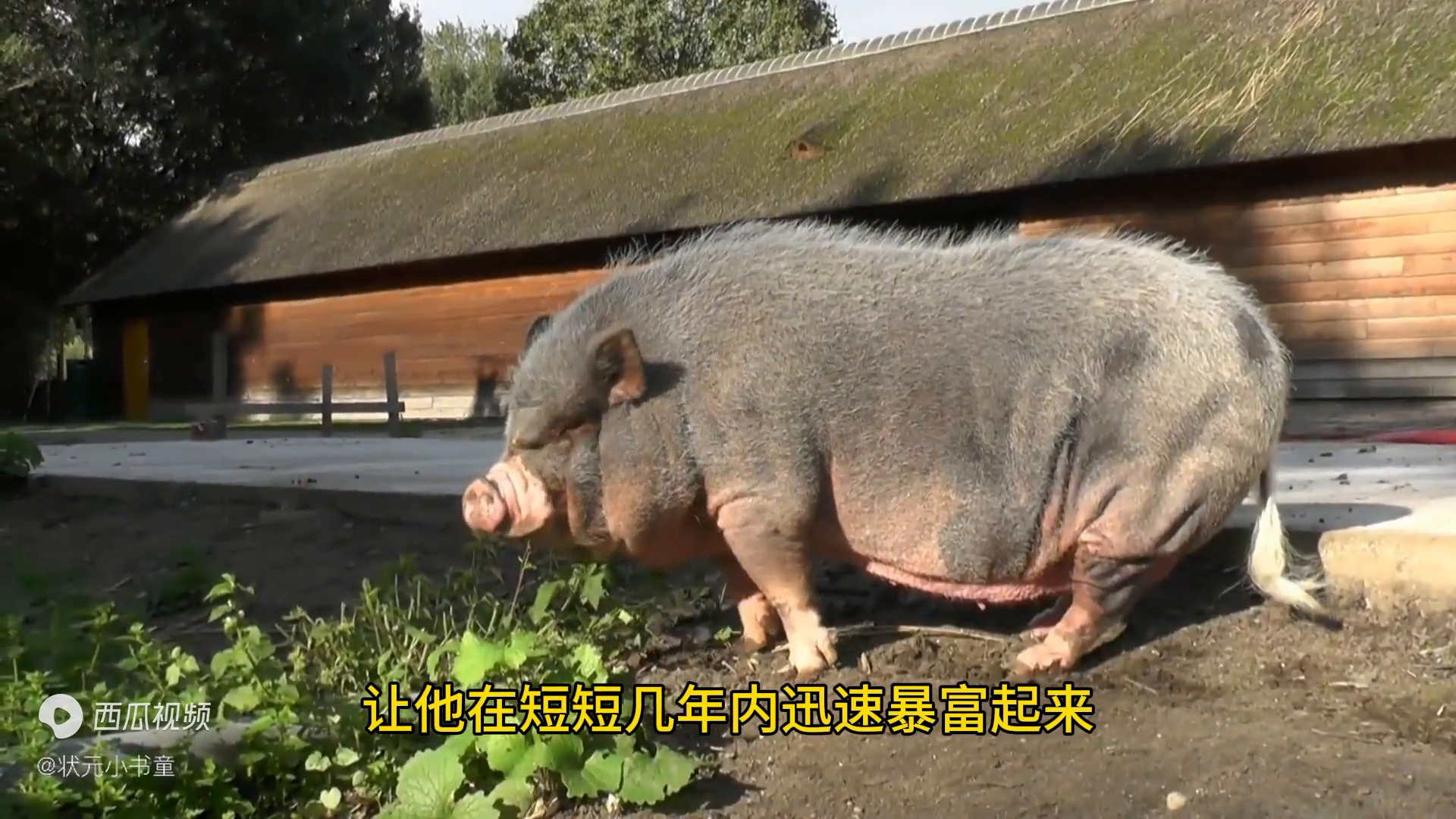 用草喂猪致富经_致富经草料喂猪_种草喂猪致富视频