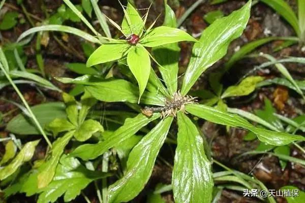 种植重楼政府有补贴吗_种植重楼赚钱吗_重楼种植带动致富