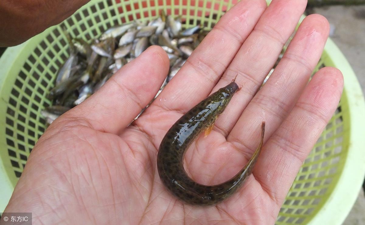 养殖泥鳅资料技术要点_养殖泥鳅需要具备哪些条件_养殖泥鳅技术资料