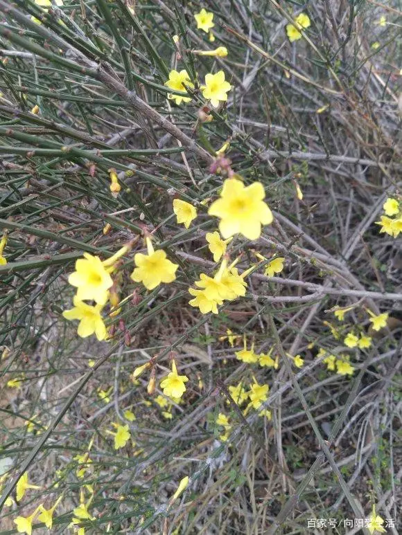 迎春花养殖技术_迎春花怎么养殖方法生长速度_迎春花养殖方法及注意事项
