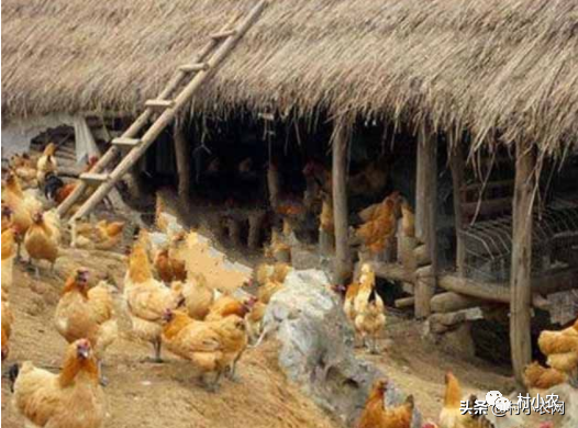 致富经散土鸡_致富经散养土鸡视频_致富经散养蛋鸡视频