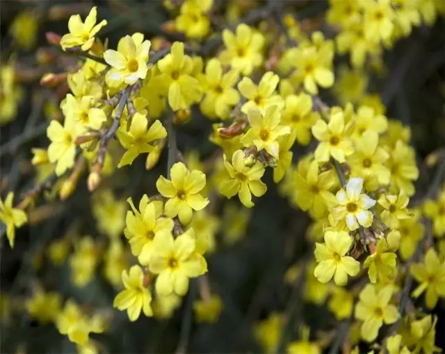 迎春花养殖技术_迎春花怎么养殖方法生长速度_迎春养殖花技术视频教程