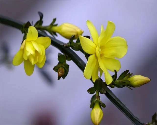 迎春养殖花技术视频教程_迎春花养殖技术_迎春花怎么养殖方法生长速度