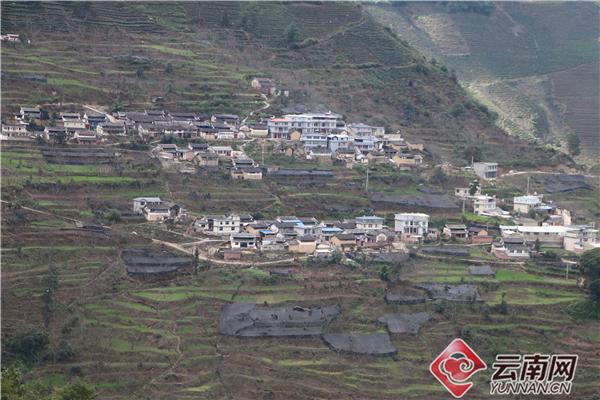 种植重楼赚钱吗_重楼种植带动致富_种植重楼效益