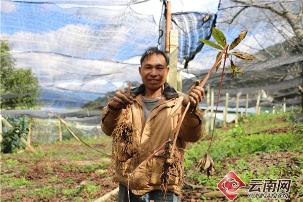 重楼种植带动致富_种植重楼效益_种植重楼赚钱吗