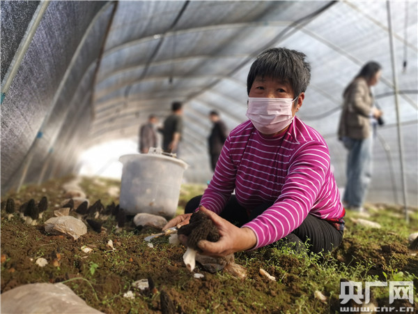 杞县傅集镇：羊肚菌里的致富经