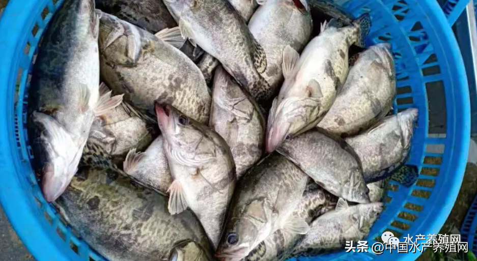 养殖山东鳜鱼技术怎么样_山东鳜鱼养殖技术_山东鳜鱼养殖基地