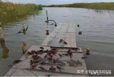龙虾养殖鱼塘技术要求_龙虾鱼塘养殖技术_龙虾养殖塘图片