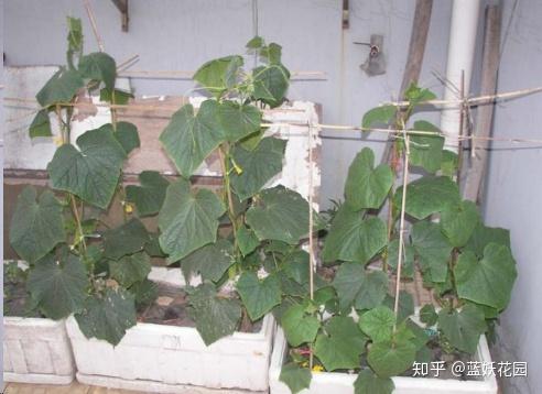 在阳台种植致富_阳台种富贵竹风水好吗_阳台种植园