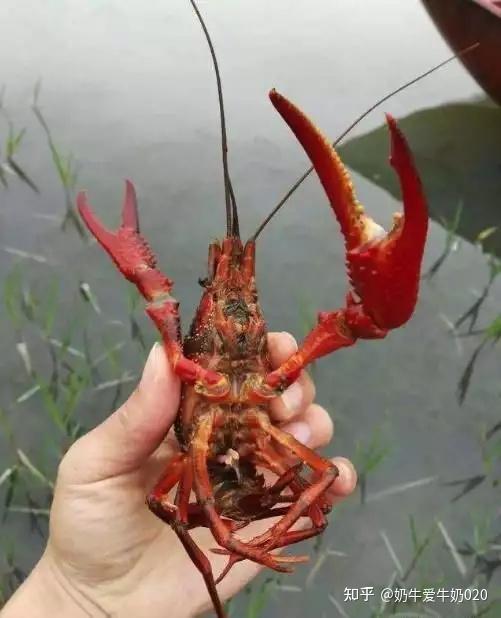 龙虾养殖鱼塘技术视频_龙虾养殖塘图片_龙虾鱼塘养殖技术