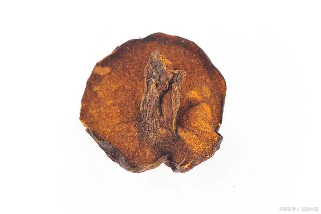 桑黄种植技术和栽培技术