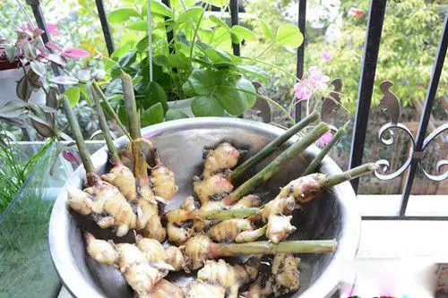 在阳台种植致富_阳台种植什么最赚钱_阳台致富经