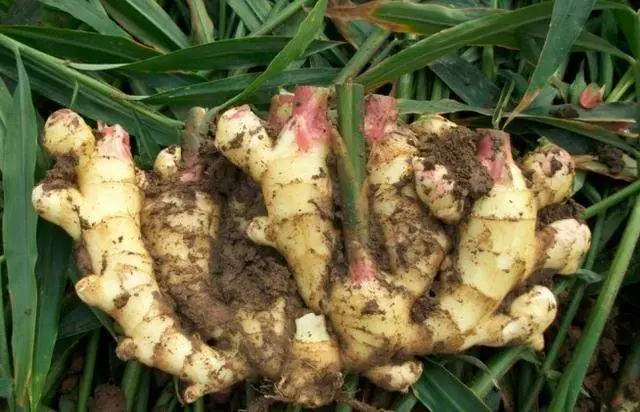 阳台种植什么最赚钱_阳台致富经_在阳台种植致富