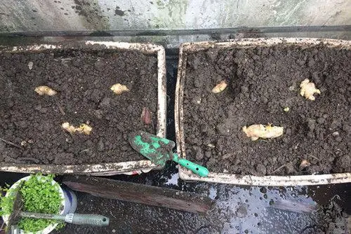 阳台致富经_阳台种植什么最赚钱_在阳台种植致富