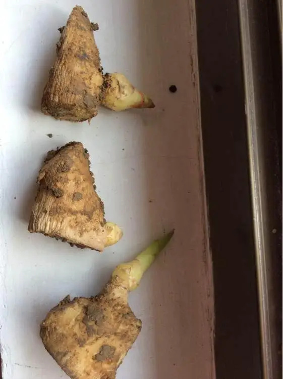 阳台致富经_阳台种植什么最赚钱_在阳台种植致富