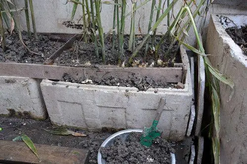 阳台致富经_阳台种植什么最赚钱_在阳台种植致富