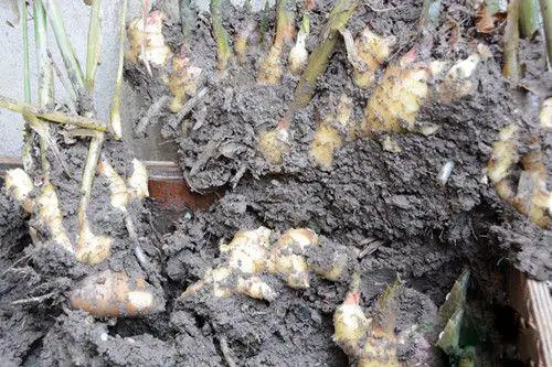 在阳台种植致富_阳台种植什么最赚钱_阳台致富经
