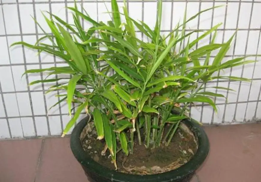 在阳台种植致富_阳台致富经_阳台种植什么最赚钱
