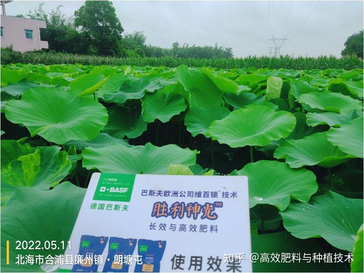 莲藕怎么施肥好？这招你还不会的话就亏大了！
