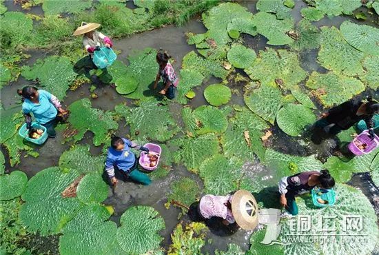 致富种植报道芡实怎么写_芡实种植致富报道_致富种植报道芡实视频