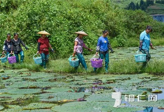 芡实种植致富报道_致富种植报道芡实视频_致富种植报道芡实怎么写