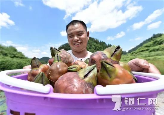 致富种植报道芡实视频_芡实种植致富报道_致富种植报道芡实怎么写