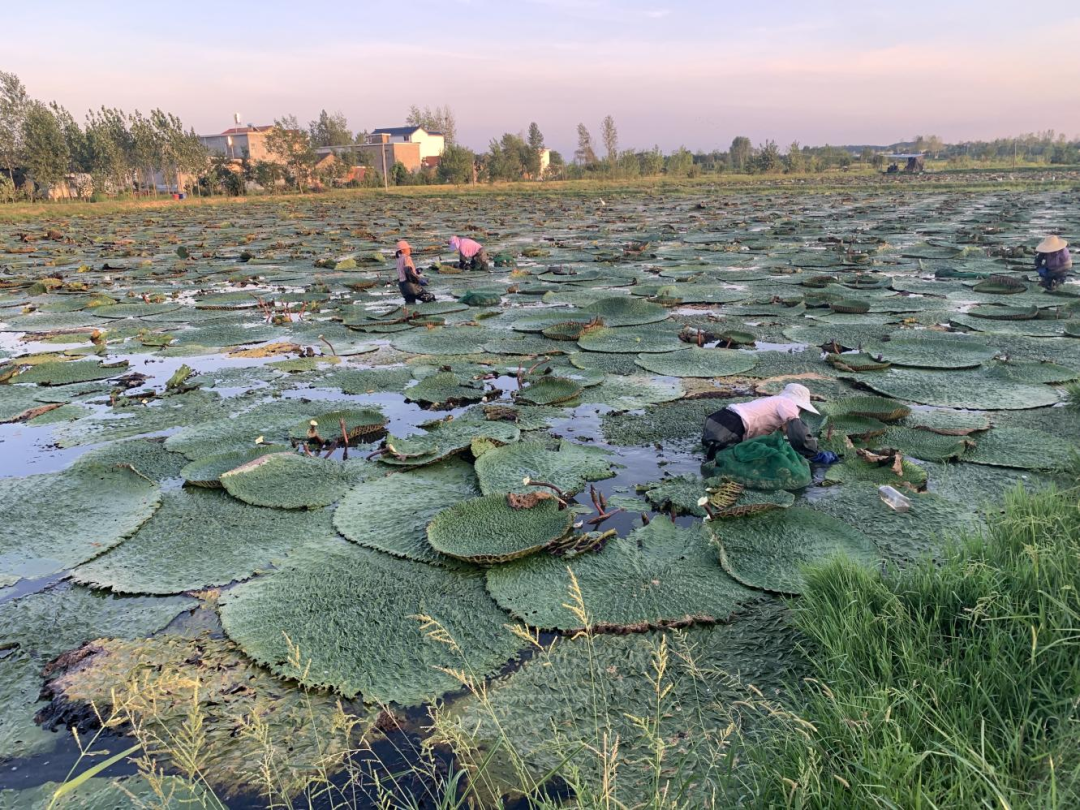 种植芡实市场前景好吗_芡实种植致富报道_致富种植报道芡实视频