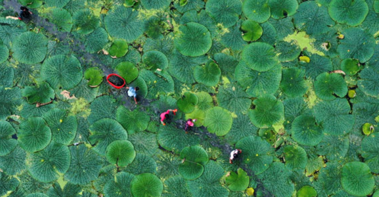芡实种植致富报道_致富种植报道芡实视频_致富种植报道芡实是真的吗