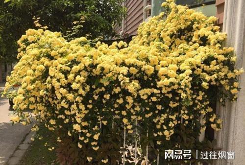 木香花的种植方法