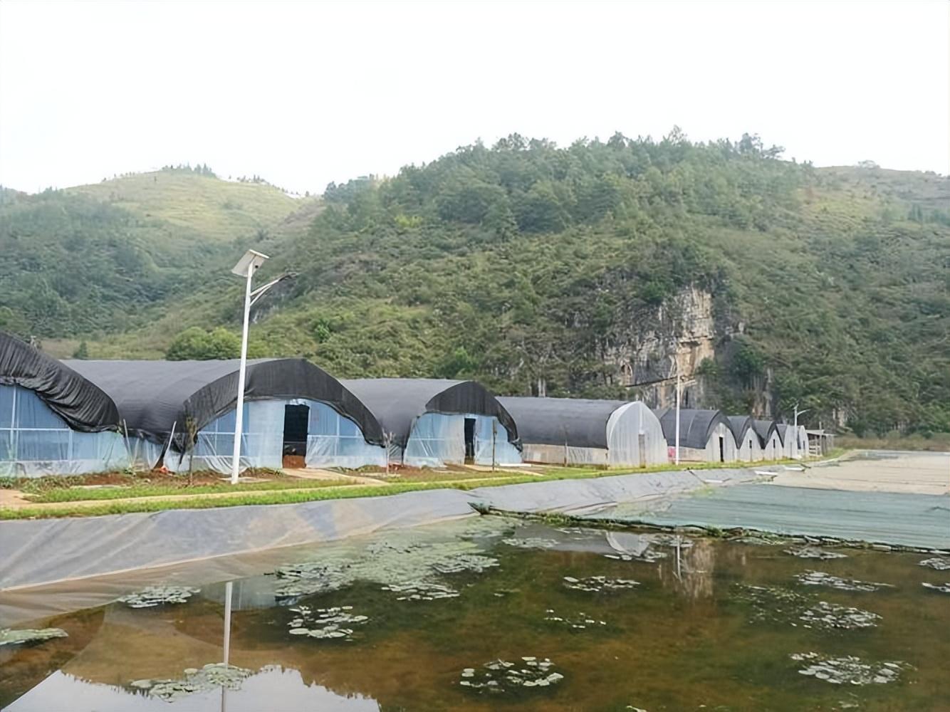 致富经水蛭养殖视频_致富经视频养水蛭_视频致富养水蛭是真的吗