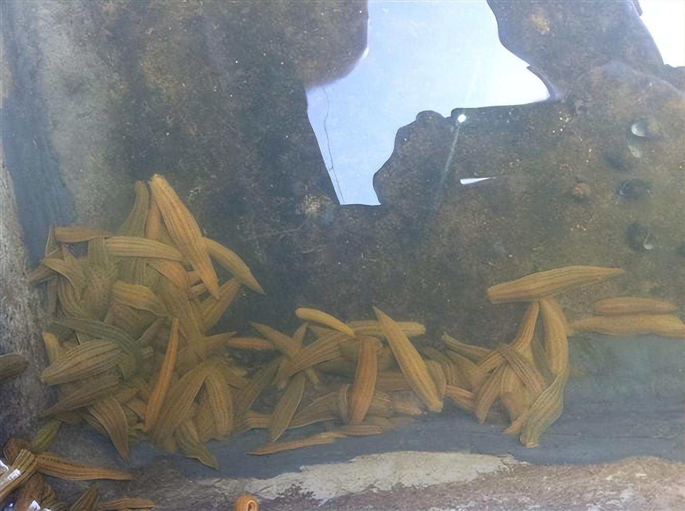 致富经水蛭养殖视频_致富经视频养水蛭_视频致富养水蛭是真的吗