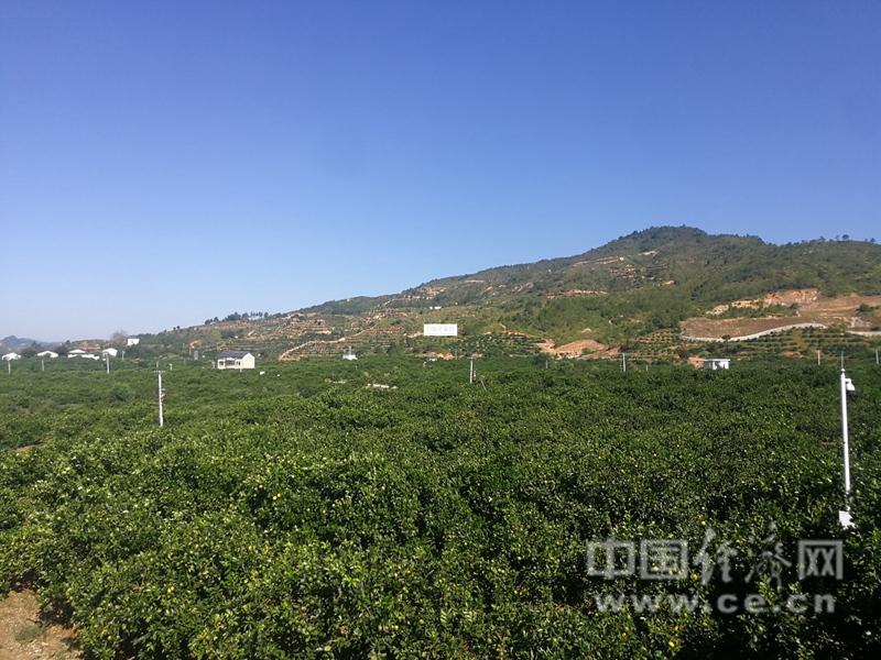 致富种植杭州项目有哪些_杭州种植致富项目_杭州种植技术