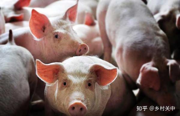 致富经养猪大户_致富养猪场是真的吗_致富经邵康为养猪