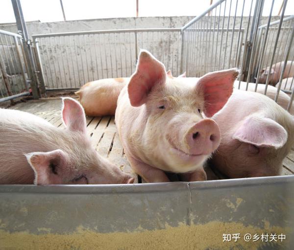 致富经邵康为养猪_致富经养猪大户_致富养猪场是真的吗