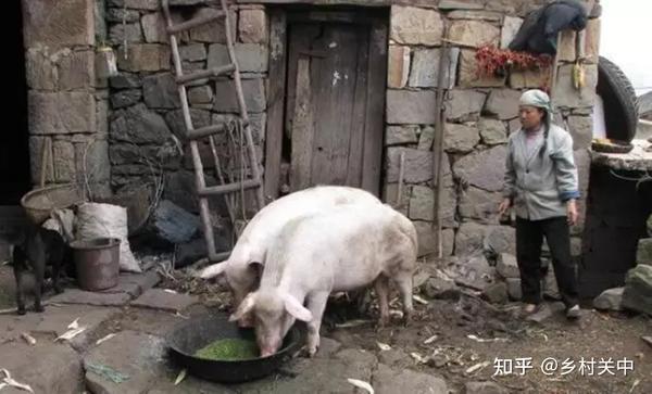 致富养猪场是真的吗_致富经养猪大户_致富经邵康为养猪