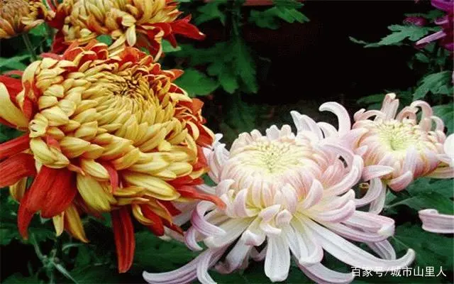 种植芹菜的的技术要点_芹菜种植要点技术有哪些_芹菜种植技术