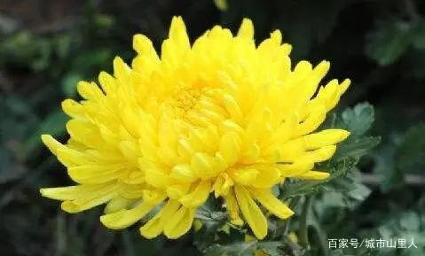 芹菜种植技术_种植芹菜的的技术要点_芹菜种植要点技术有哪些