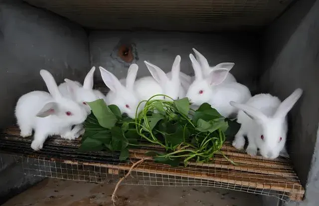 养殖致富网养鸡_致富经养鸡视频_百度视频_视频致富百度养鸡下载