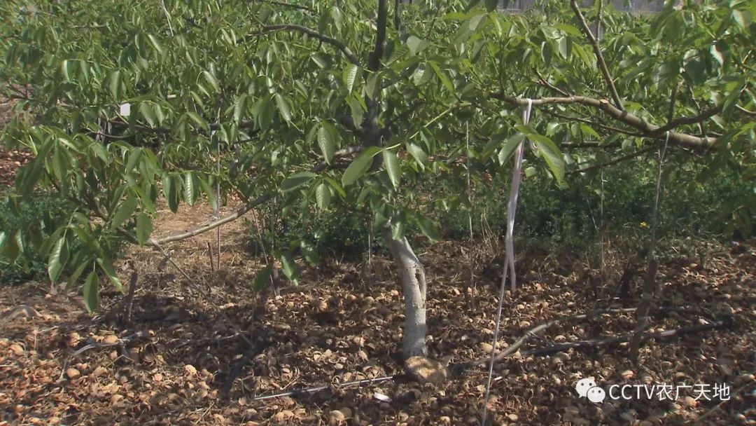 核桃种植致富技术_核桃致富经_致富核桃种植技术与管理