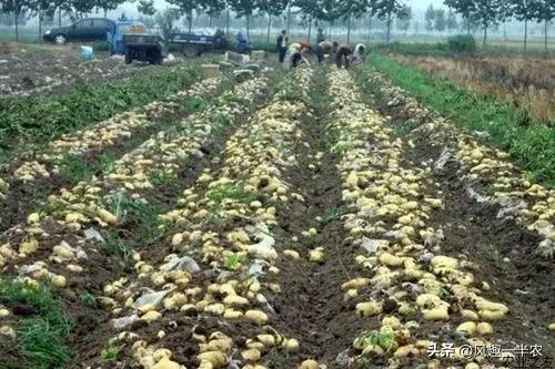 土豆地膜全程覆盖种植_地膜土豆种植技术_土豆地膜高产种植技术视频