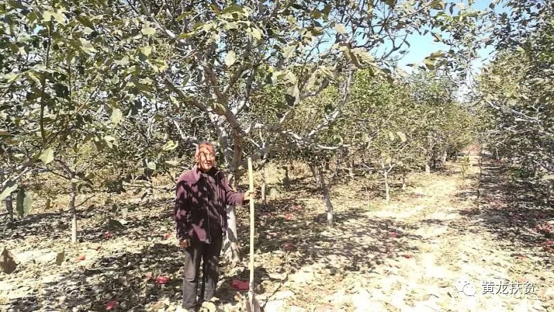 【典型风采】贺福宁：种植核桃还了债 致富路上好榜样