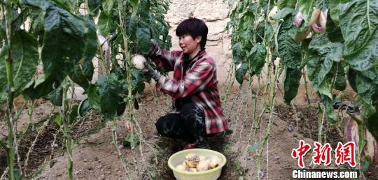 甘肃民勤创业女能手“南果北植”引种人参果助村民致富