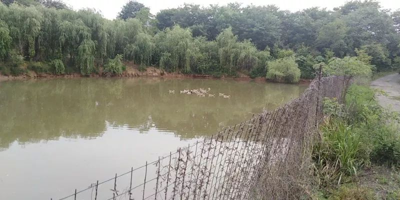 养殖业致富带头人主要事迹_养殖致富能手先进事迹_养殖创业致富榜样